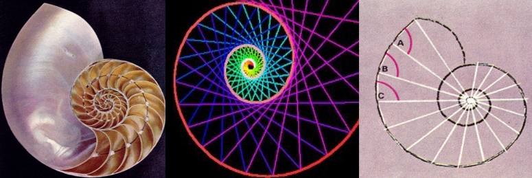 Resultado de imagen de Â¿El hallazgo de patrones serÃ¡ la respuesta? Tal vez por eso los pitagÃ³ricos amaban la forma/patrÃ³n espiralâ¦
