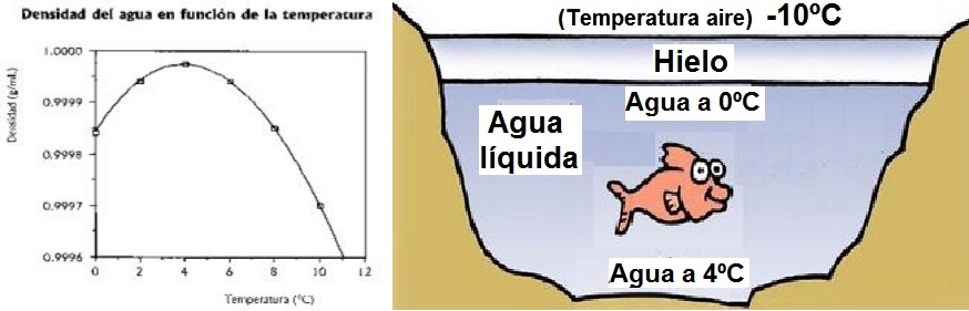 Densidad Del Agua Por Temperatura