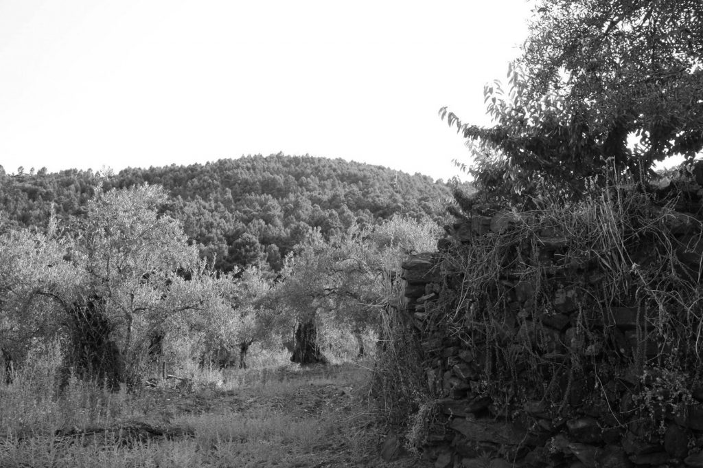 El Pico de la Corderina, Cambroncino13 235_1936x1288