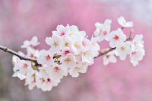 almendros-en-flor