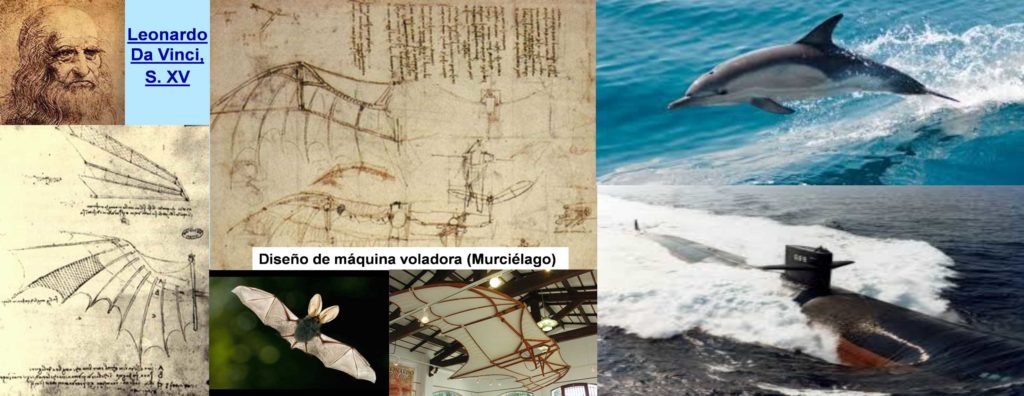 01-leonardo-murcielago-delfin