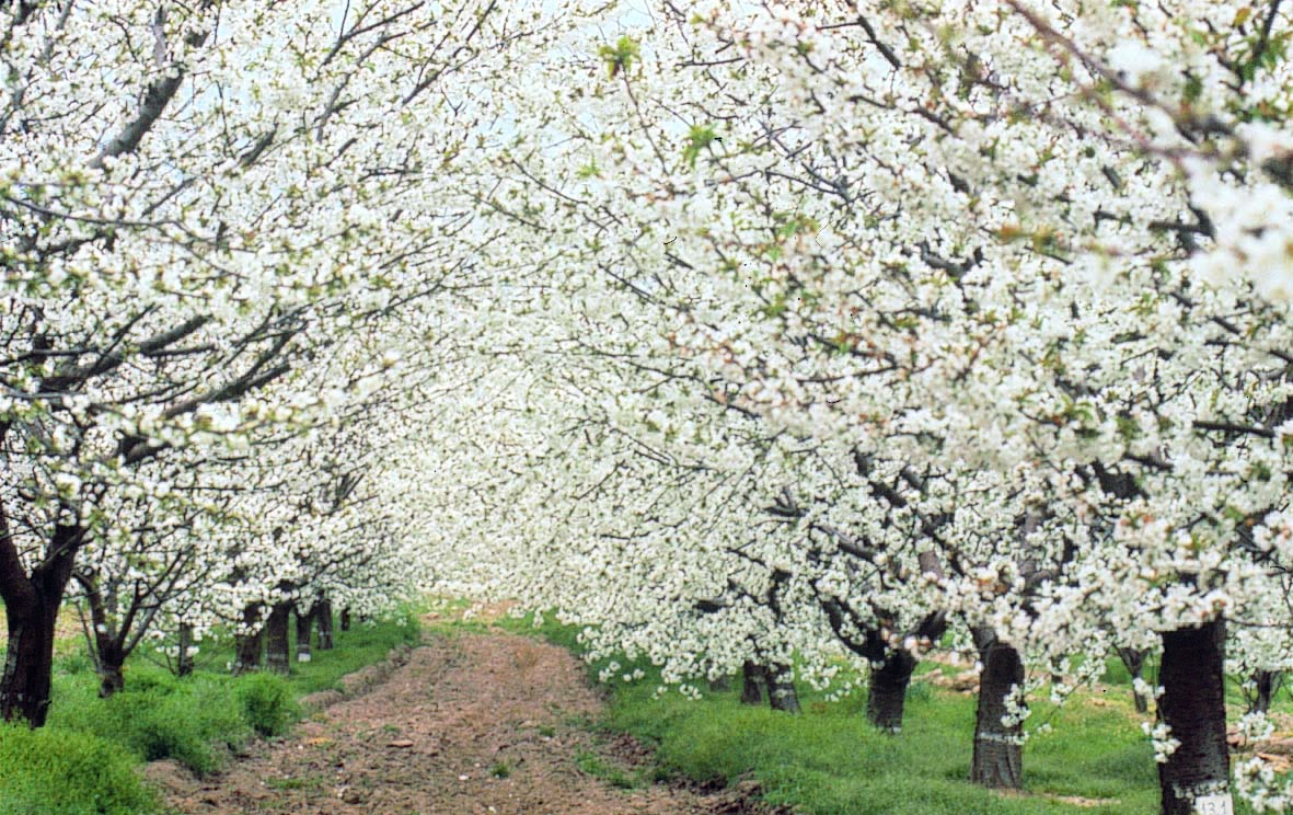 CEREZO EN FLOR