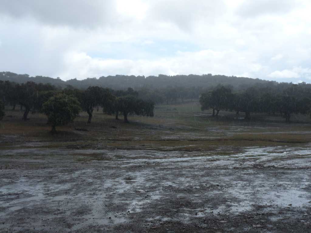 El encinar de Monte Porrino bajo la lluvia.