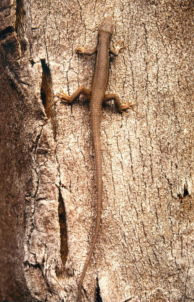El lagarto siente querencia por las mujeres (Jimber)