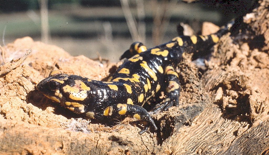 La salamandra. que según la leyenda puede vivir entre llamas. (Jimber para Extremadura Secreta)