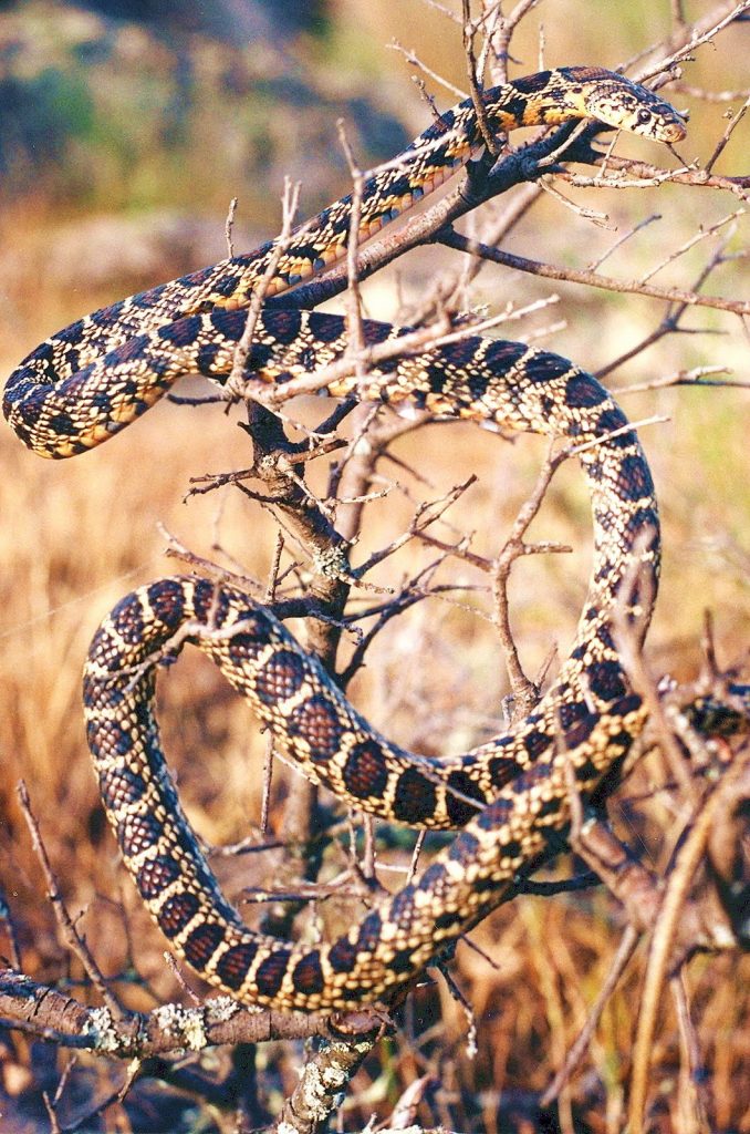 La misma piel de la serpiente funciona como remedio (Foto: Jimber)