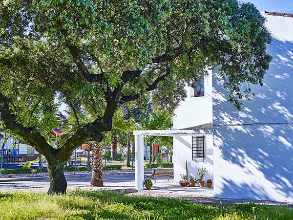 Casa y árbol comparten el espacio./ Víctor Gibello