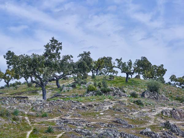 Área de la necrópolis./ Víctor Gibello.