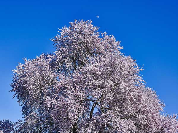 La luna sobre la copa del almendro./ Víctor Gibello