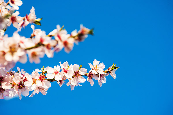 Detalle de flores del Almendro Real./ Víctor Gibello