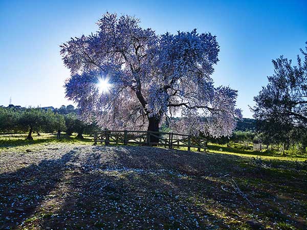 Almendro Real a la caída de la tarde/ Víctor Gibello