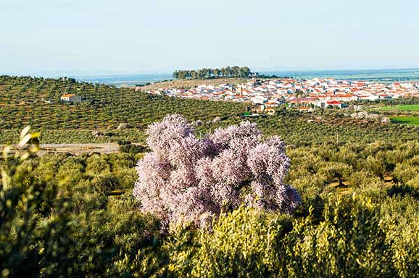 Almedro Real sobre los olivos y Valverde de Leganés al fondo./ Víctor Gibello.