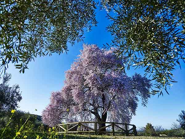 Vista del Almendro Real desde los olivos./ Víctor Gibello