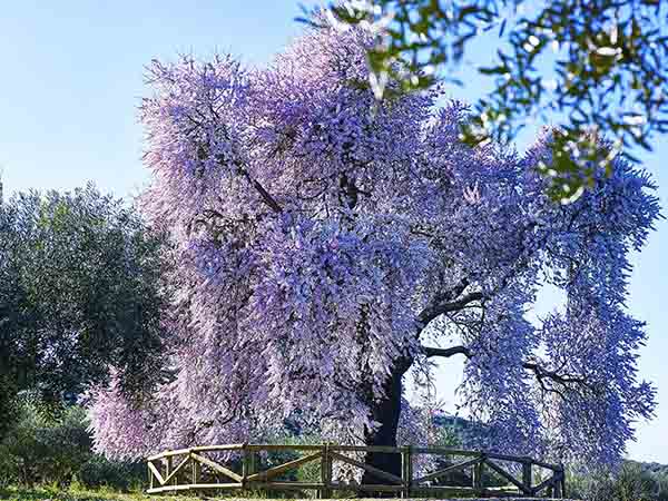 Vista del Almendro Real en plena floración./ Víctor Gibello