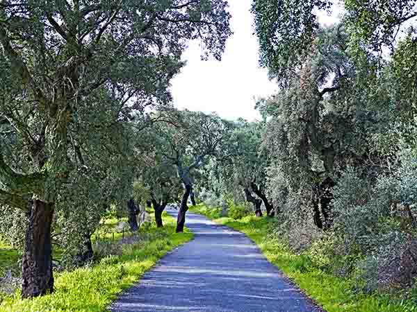 Carretera de acceso a Santa Lucía./ Víctor Gibello