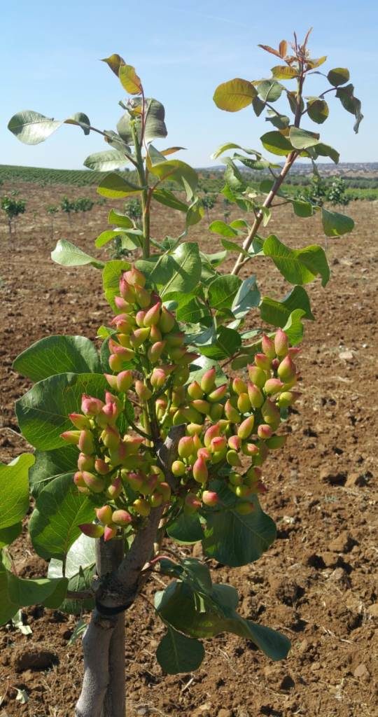 pistachos