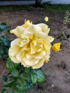flor