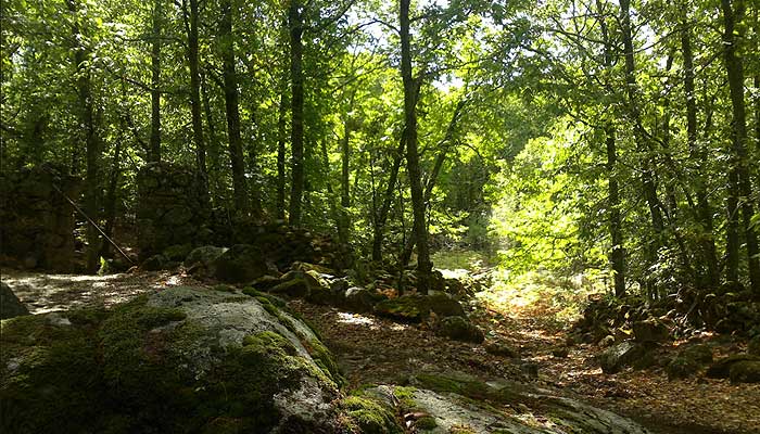 Bosque de castaños próximo a Montánchez. / CRISTINA CÁNDIDO