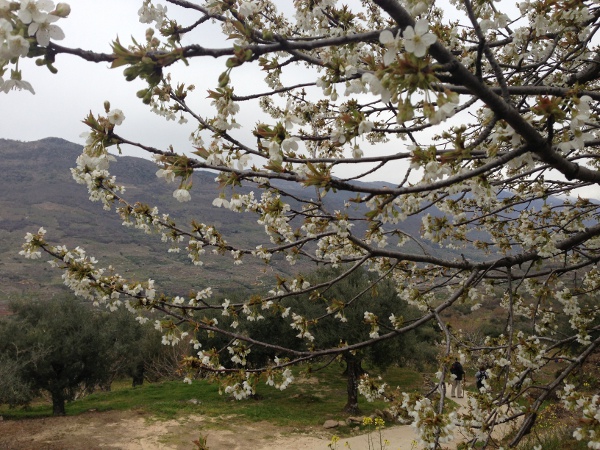 Los primeros cerezos florecidos son una promesa del espectáculo que llegará en unos días.