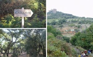 castanos