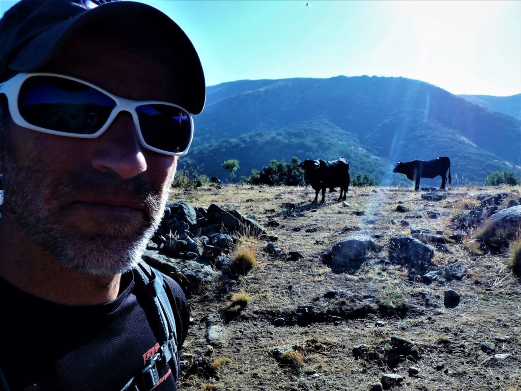 Las corralas de piedra se van sucediendo en las majadas, hay abrevaderos donde los grupos de vacas de la raza aguileña se reúnen. No son peligrosas, pero son animales, así que tomo las precauciones lógicas.