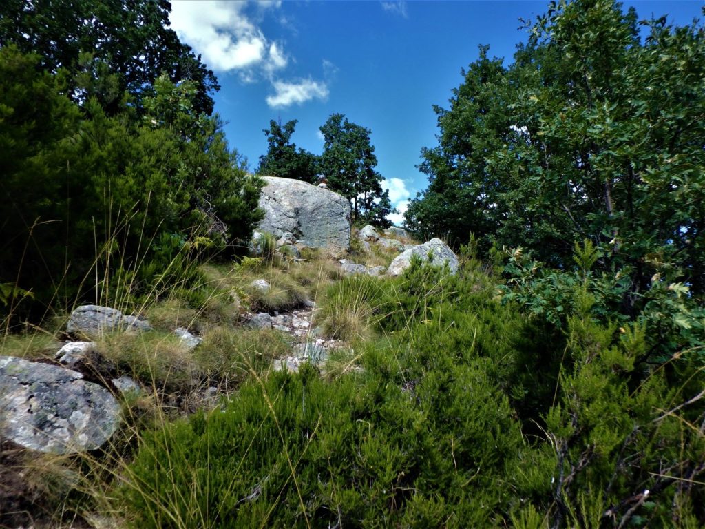 Desde la garganta de Gredos se ve un sendero que sube hasta los llanos del Cervunal, pero debido a lo abrupto de la bajada de la garganta pierdo la referencia y me meto en un buen marrón al tratar de subir a lo alto del llano, los piornos junto con helechos apenas me dejan por donde voy. Después de casi una hora enganchado a todo tipo de ramajos, al fin encuentro la antigua senda de subida, apenas está transitada pero sigue teniendo hitos ufff menos mal.