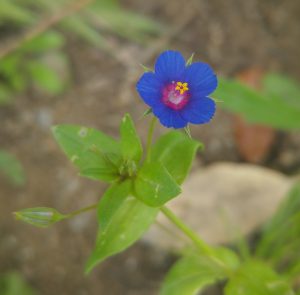 anagallis-arvensis-var-caerulea