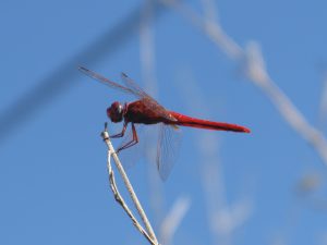 crocothemis-erythraea-1