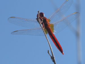 crocothemis-erythraea-2