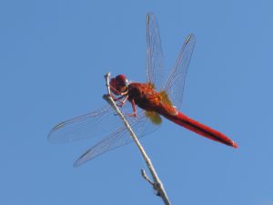 Crocothemis erythraea