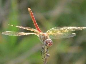 img_2009