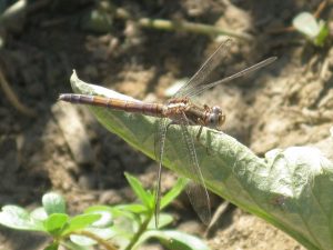 img_2055