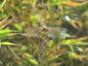 img_9105