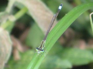 ischnura-graellsii-hembra-1