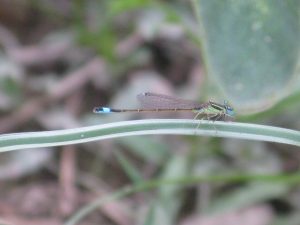 Ischnura graellsii hembra