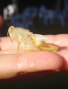 muda-de-saltamontes