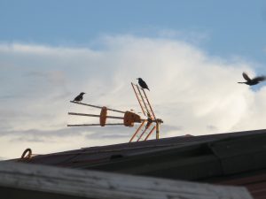 img_6826