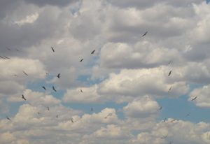 buitres-en-carretera