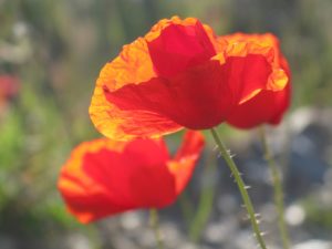 amapola
