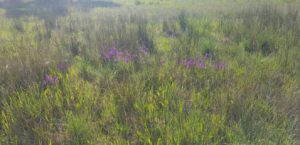 orchis-champagneuxi