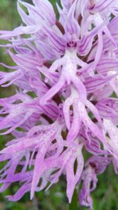 orchis-italica-1