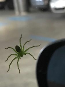 aran%cc%83a-verde