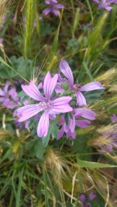 malva