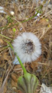 vilano-de-flor-compueta