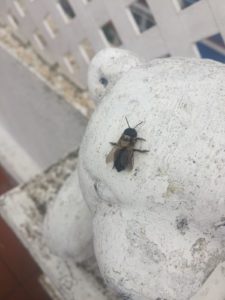cortahojas-2