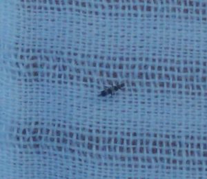 culicoides