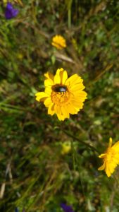 escarabajo