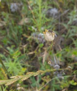 especie-de-mosca
