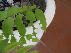 hojas-cortadas-3