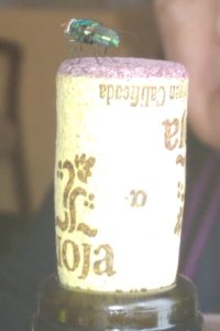 mosca-verde